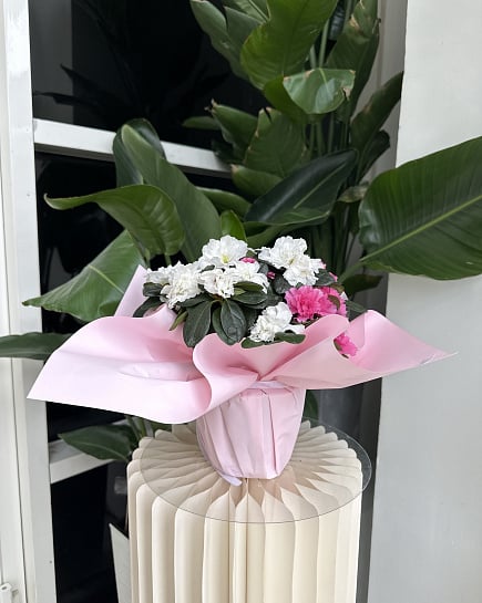 Весеннее очарование в розовых тонах with delivery to Astana